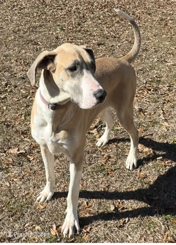 Great Danes Due around November 1st – Great Dane puppy for sale in Jackson, SC