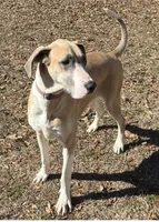 Great Danes Due around November 1st, a  Great Dane for sale in Jackson, SC – 1 of 10