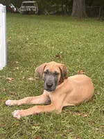 BLUE FAWN Limited l AKC, a male Great Dane for sale in Jackson, SC – 4 of 8
