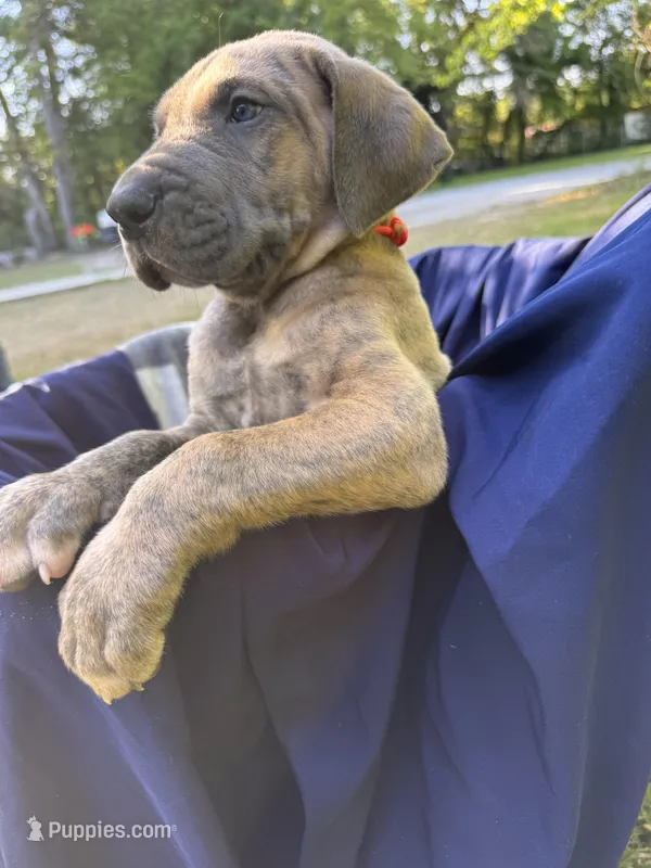Orange blue brindle  FULL AKC – Great Dane puppy for sale in Jackson, SC