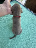 Red blue brindle FULL AKC, a male Great Dane for sale in Jackson, SC – Photo 6 of 10