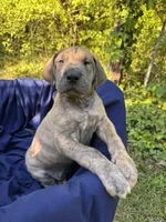 BLUE BRINDLE FULL AKC, a male Great Dane for sale in Jackson, SC – Photo 4 of 10