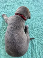 Red blue brindle FULL AKC, a male Great Dane for sale in Jackson, SC – Photo 5 of 10