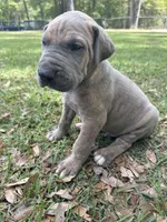 BLUE BRINDLE FULL AKC, a male Great Dane for sale in Jackson, SC – Photo 7 of 10