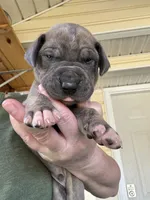 Red blue brindle FULL AKC, a male Great Dane for sale in Jackson, SC – Photo 3 of 10