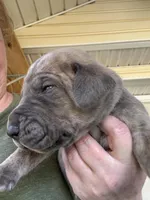 Red blue brindle FULL AKC, a male Great Dane for sale in Jackson, SC – Photo 7 of 10