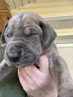 Red blue brindle FULL AKC, a male Great Dane for sale in Jackson, SC – Photo 8 of 10