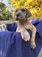 BLUE BRINDLE FULL AKC, a male Great Dane for sale in Jackson, SC – Photo 5 of 10