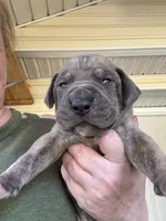 Red blue brindle FULL AKC, a male Great Dane for sale in Jackson, SC – Photo 1 of 10