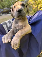 BLUE BRINDLE FULL AKC, a male Great Dane for sale in Jackson, SC – Photo 3 of 10