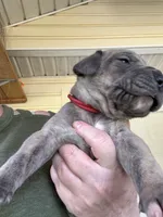 Red blue brindle FULL AKC, a male Great Dane for sale in Jackson, SC – Photo 4 of 10