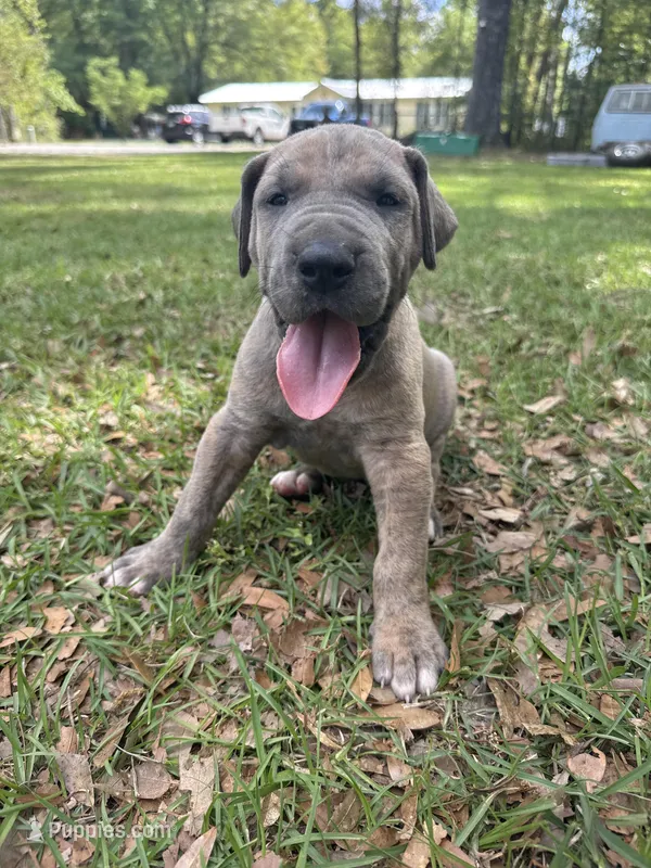 Orange blue brindle  FULL AKC – Great Dane puppy for sale in Jackson, SC