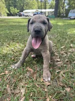 BLUE BRINDLE FULL AKC, a male Great Dane for sale in Jackson, SC – Photo 6 of 10