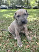 BLUE BRINDLE FULL AKC, a male Great Dane for sale in Jackson, SC – Photo 8 of 10