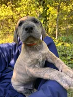 BLUE BRINDLE FULL AKC, a male Great Dane for sale in Jackson, SC – Photo 2 of 10