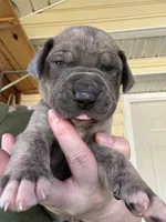Red blue brindle FULL AKC, a male Great Dane for sale in Jackson, SC – Photo 2 of 10