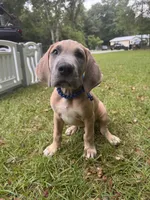 BLUE FAWN  Limited AKC, a male Great Dane for sale in Jackson, SC – 3 of 10