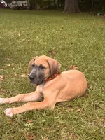 BLUE FAWN Limited l AKC, a male Great Dane for sale in Jackson, SC – 5 of 8