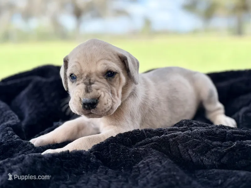 Puppy 3 – Great Dane puppy for sale in Jackson, SC