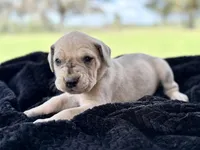 Puppy 3, a female Great Dane for sale in Jackson, SC – Photo 1 of 2