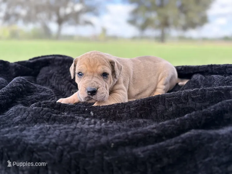 Female 1, a female Great Dane for sale in Jackson, SC – Photo 1 of 1