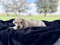 Puppy 3, a female Great Dane for sale in Jackson, SC – Photo 2 of 2