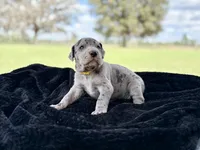 Female 2, a female Great Dane for sale in Jackson, SC – Photo 1 of 2