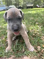 BLUE FAWM FULL AKC, a male Great Dane for sale in Jackson, SC – Photo 7 of 10