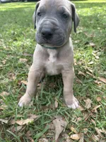 BLUE FAWM FULL AKC, a male Great Dane for sale in Jackson, SC – Photo 8 of 10