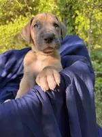 BLUE FAWM FULL AKC, a male Great Dane for sale in Jackson, SC – Photo 3 of 10