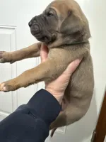 Light Blue Blue fawn FULL AKC, a male Great Dane for sale in Jackson, SC – Photo 5 of 7