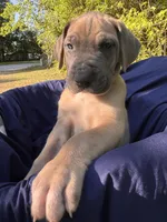 BLUE FAWM FULL AKC, a male Great Dane for sale in Jackson, SC – Photo 2 of 10
