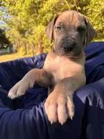 BLUE FAWM FULL AKC, a male Great Dane for sale in Jackson, SC – Photo 5 of 10