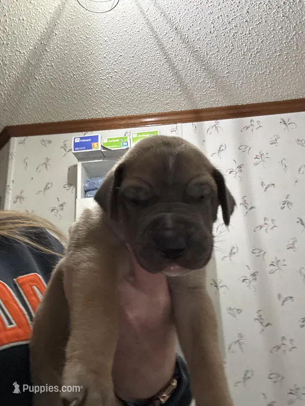 Light Blue boy Blue fawn – Great Dane puppy for sale in Jackson, SC