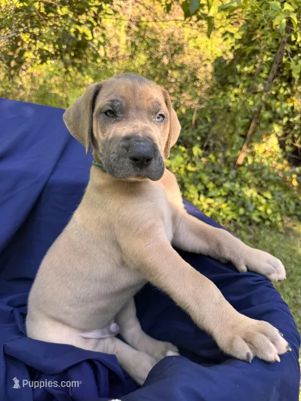 Light Blue Blue fawn FULL AKC – Great Dane puppy for sale in Jackson, SC