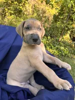 BLUE FAWM FULL AKC, a male Great Dane for sale in Jackson, SC – Photo 1 of 10