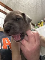 Light Blue Blue fawn FULL AKC, a male Great Dane for sale in Jackson, SC – Photo 2 of 7