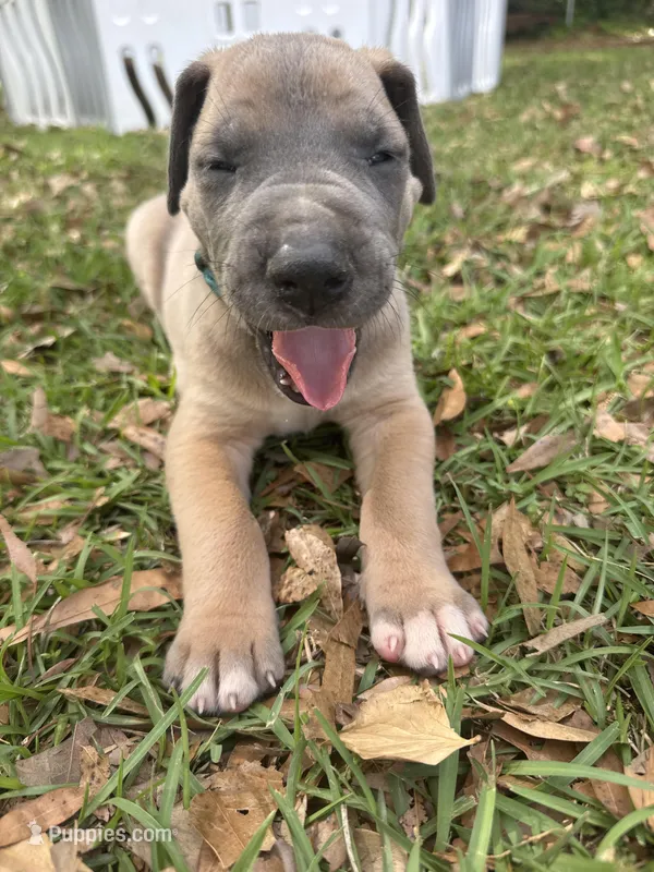 Light Blue Blue fawn FULL AKC – Great Dane puppy for sale in Jackson, SC