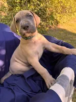 BLUE FAWM FULL AKC, a male Great Dane for sale in Jackson, SC – Photo 6 of 10