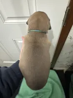 Light Blue Blue fawn FULL AKC, a male Great Dane for sale in Jackson, SC – Photo 4 of 7