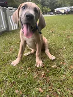 BLUE FAWN  Limited AKC, a male Great Dane for sale in Jackson, SC – 5 of 10