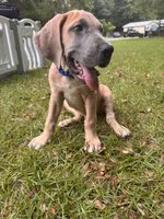 BLUE FAWN  Limited AKC, a male Great Dane for sale in Jackson, SC – 2 of 10