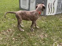 BLUE BRINDLE limited AKC, a male Great Dane for sale in Jackson, SC – 9 of 10