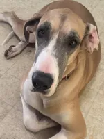 Great Danes Due around November 1st, a  Great Dane for sale in Jackson, SC – 3 of 10
