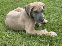 BLUE FAWN  Limited AKC, a male Great Dane for sale in Jackson, SC – 6 of 10