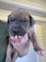 Black/Orange Full AKC, a male Great Dane for sale in Jackson, SC – Photo 1 of 7