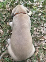 BLUE FAWN Full AKC, a male Great Dane for sale in Jackson, SC – Photo 8 of 10
