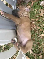 BLUE FAWN Full AKC, a male Great Dane for sale in Jackson, SC – Photo 7 of 10