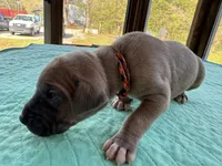 Black/Orange Full AKC, a male Great Dane for sale in Jackson, SC – Photo 5 of 7