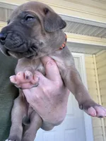 Black/Orange Full AKC, a male Great Dane for sale in Jackson, SC – Photo 2 of 7